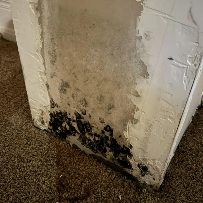 Professional Mold Removal in North Olmsted, OH